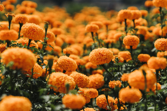 Marigold Flower In Graden