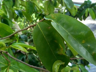 Green soursop laves or Prickly Custard Apple. (Annona muricata L.) Plant for Treatment of carcinoma.