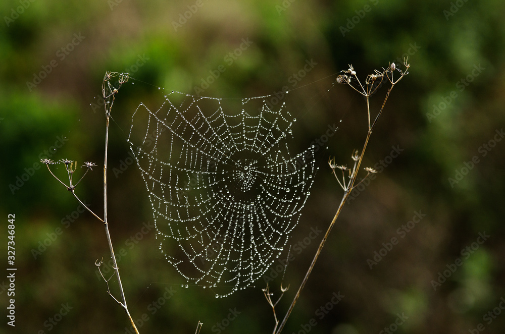 Wall mural spider web with droplets hanging between two dry twigs