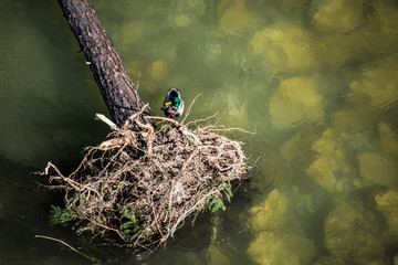 Isar