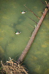 Isar