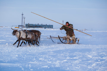 The extreme north, Yamal Peninsula, Deer harness with reindeer, pasture of Nenets, Herd of reindeer in winter weather, open area, tundra,The extreme north,  Races on reindeer
