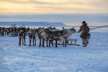 The extreme north, Yamal Peninsula, Deer harness with reindeer, pasture of Nenets, Herd of reindeer in winter weather, open area, tundra,The extreme north,  Races on reindeer - obrazy, fototapety, plakaty