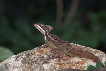 Basilisk sunbathing quietly on a rock