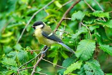 Great Tilt in the wild on green tree