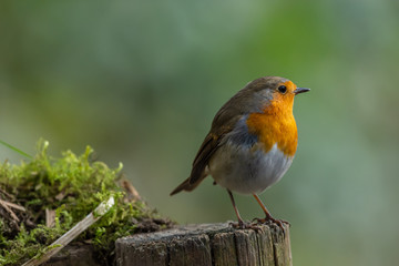 Robin in the garden
