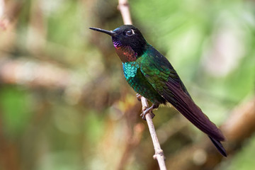 Fototapeta premium Beautiful hummingbird perched on a branch