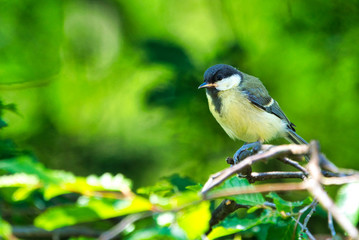 Obraz premium Great Tilt in the wild on green tree