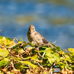 single old sparrow - windy place in front of water