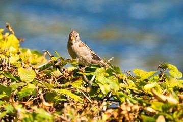 single old sparrow - windy pkace in front of water