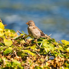 single old sparrow - windy pkace in front of water