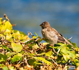 single old sparrow - windy pkace in front of water