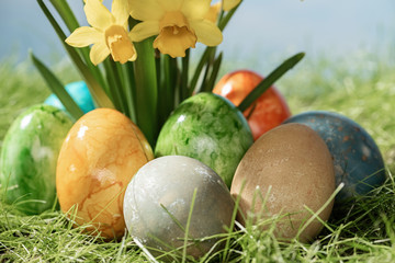 Narcissus flower with easter eggs in spring grass with sky