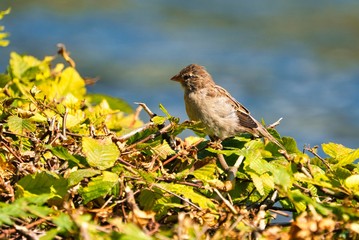 single old sparrow - windy pkace in front of water
