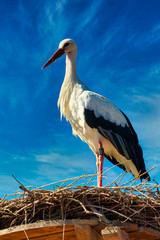 white stork in front of blue sky on nest