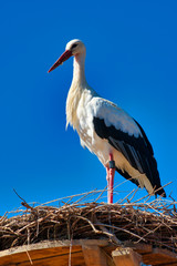 white stork in front of blue sky on nest