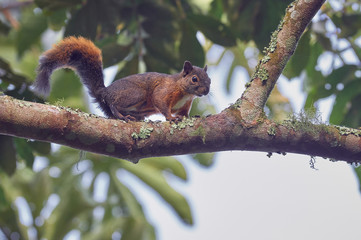 Curious squirrel climbing among the trees