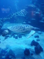 Naklejka premium sea turtle and coral reef