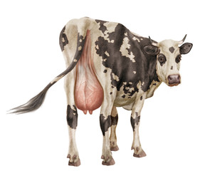 vache laitière, Normande,  elle regard , noir  et blanc,  coeur, amour,   du dos, animal, ferme, joli, belle,  bétail, brun, gazon, mamelle, blanc, agriculture, champ, bétail, taureau, fond blanc, mam