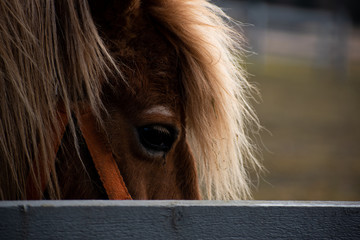 Pony eye close up behind a fence