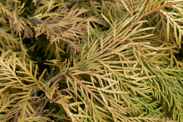 Yellow / orange / green juniper branches close up