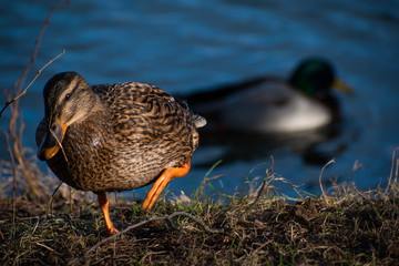 Female mallard duck walking toward camera