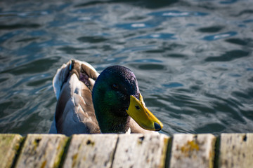 Male mallard duck head peering over wooden pier