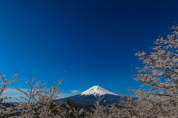 桜の富士