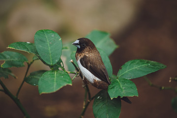 Beautiful bird sits on a tree branch