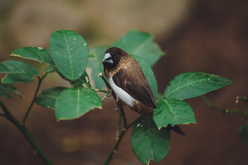 Beautiful bird sits on a tree branch