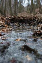 Creek in the forest surrounded by fallen leaves.
