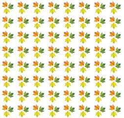 Different color maple leaves on white background. Autumn maple leaf copies. Creative fall season pattern.