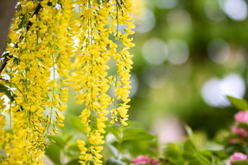 Gelb Gr&uuml;ner Fr&uuml;hling