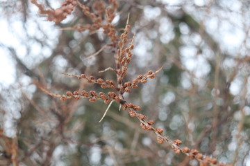 dry flowers in winter close-up