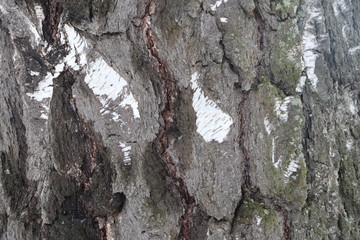natural background, birch bark close up