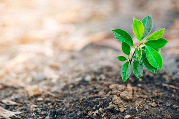 Green Plants growing in soil on nature background with copy space