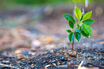 Watering Young Plants growing in soil with copy space