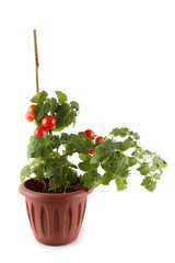 Fototapeta na wymiar Cherry tomato growing in pot