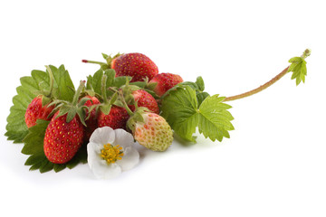 Strawberries, leaves and flower isolated on white