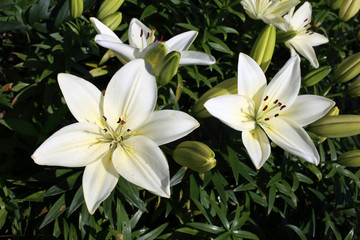 Fototapeta na wymiar Growing white lilies in garden