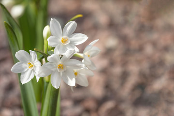 White small blooming daffodil.Decorative flower on gravel dark pink background.Close up.Concept of choosing spring onion plants for landscape design of gardens, parks,symbol of coming of spring, love.
