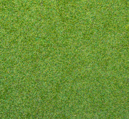 Fototapeta premium Grüner Rasen - Gras - Rasenfläche