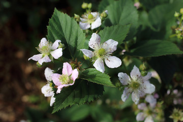 Blackberry blossom. Buds, flowers and unripe berries