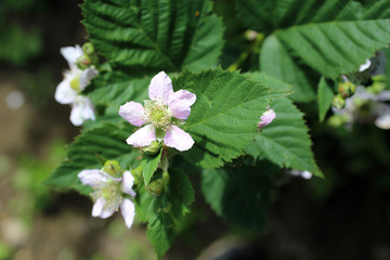 Blackberry blossom. Buds, flowers and unripe berries