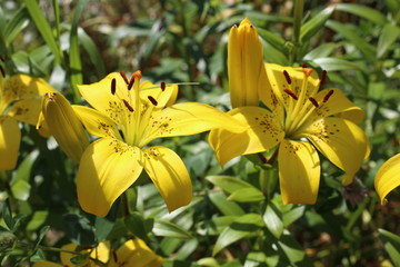 Yellow lilies growing in garden