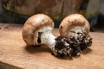 Cave brown champignon mushrooms ready to eat