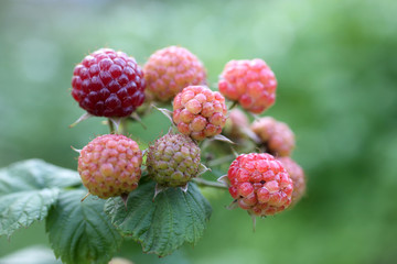 Growing black raspberry (Rubus idaeus)