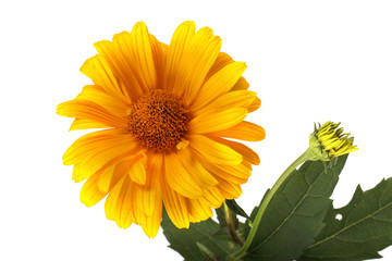 Growing heliopsis isolated on white