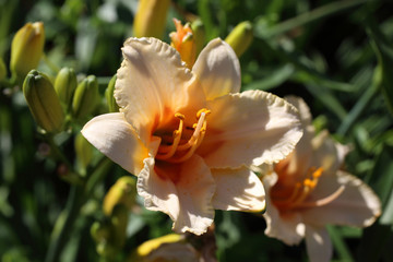 Fototapeta premium Cream color daylily orange-yellow middle
