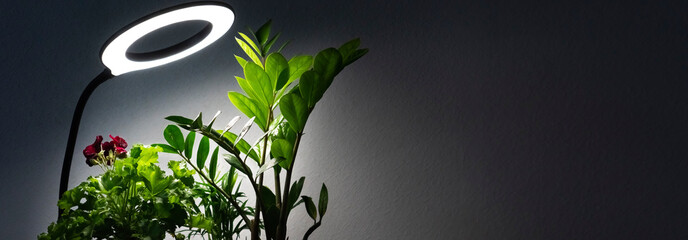 Plants in the room against the background of a gray wall. The flowers are lit by an artificial...